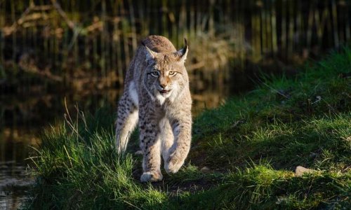 Stop au braconnage des lynx