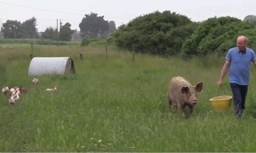 Justice pour Eugène et ses Cochons !