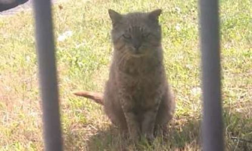 Sauvons les chats de l'INA !