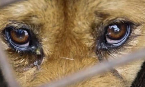 STOP au festival de Yulin en Chine !