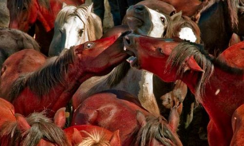 La «Rapa das Bestas» : stop à la maltraitance des chevaux