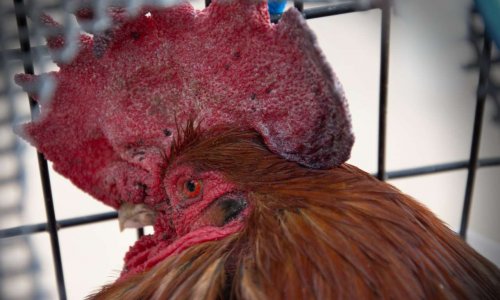 Sauvez Maurice le coq Oléronnais