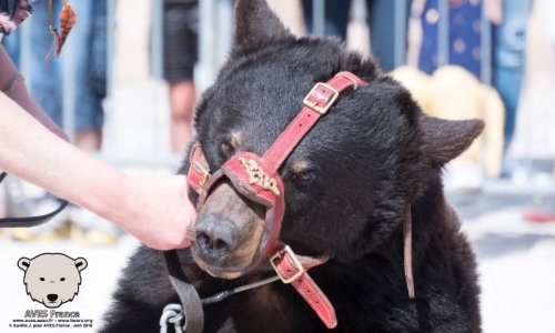 Montreurs d'ours et de loups - mettons un terme à l'exploitation des animaux dans les spectacles.