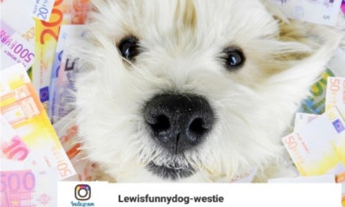 Pour que le salon Animal Expo vienne en aide aux associations