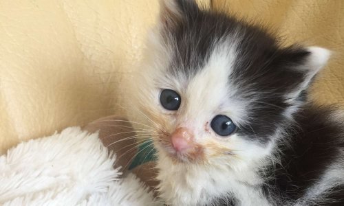 Chaton de 2 mois décapité en plusieurs morceaux