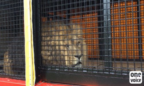 Sauvons Sultan de sa prison ! #CirquesSansAnimaux