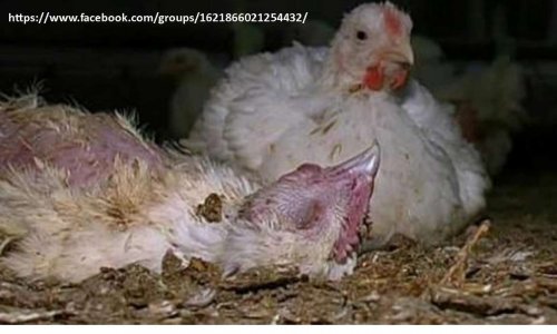 Contre le projet de poulailler industriel à Haillot !