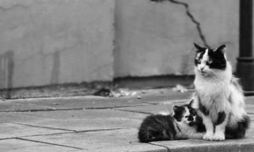 Alerte : Chats errants en danger