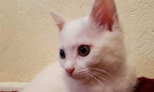 Sauvons les chats errants de Seingbouse en interpellant la mairie !