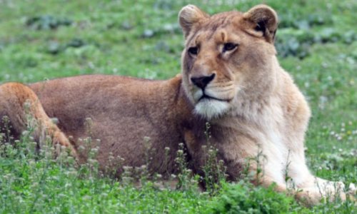 Contre l&rsquo;abattement des animaux dans les zoos