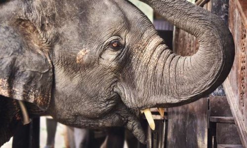 Pétition pour interdire la vente d'ivoire