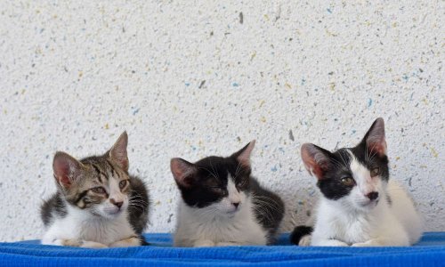 Une fourrière pour les 19 villages !