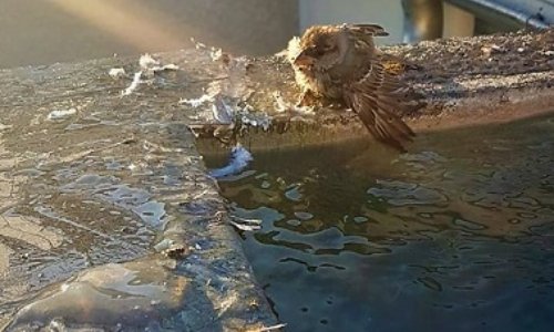 NON A LA DESTRUCTION DES OISEAUX A ROMILLY !