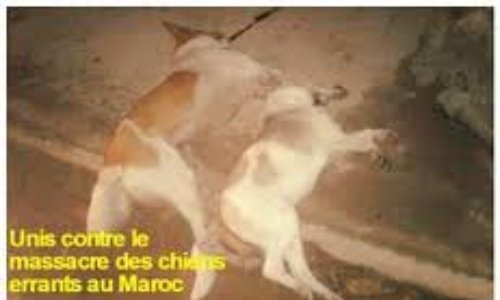 Luttons contre la cruauté au Maroc des chiens et chats, pour le respect des droits des animaux