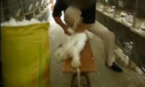 des lapins angora en ferme d'élevage en Chine et aidez moi pour cessez le matyre de ses pauvres lapins qui sont brutaliser pour leur fourrure d'angora