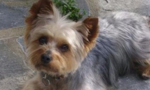 Justice pour Cacahuète, yorkshire de 9 ans tué à coups de marteau à Grasse .