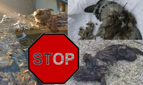 Gel Anti Hirondelles - Pigeons - Oiseaux, très efficace