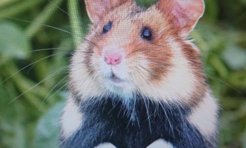 STOP AUTOROUTE GCO STRASBOURG