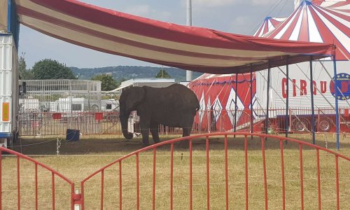 Pour des cirques sans animaux à Flins-sur-Seine