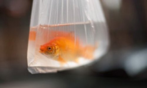 Pas de vie en échange d’un jeu