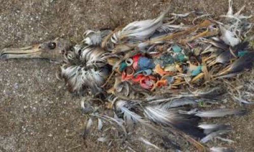 STOP PLASTIQUE : agissons ensemble