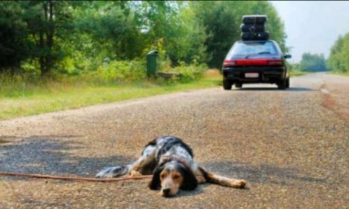 Lutter contre l'abandon des chiens