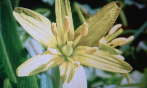 Sauvons la Gagée étoilée, symbole de biodiversité