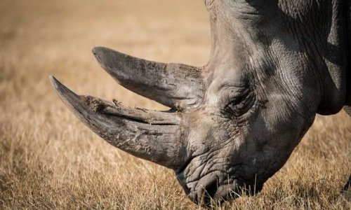 Interdire les ventes de défense des rhinocéros