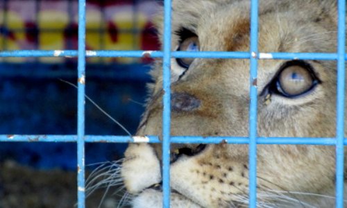 Non aux cirques avec animaux à Hyères