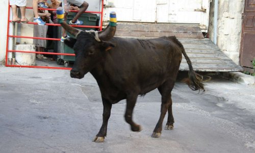 Maintien de l'encierro, rue Basse 30820 CAVEIRAC