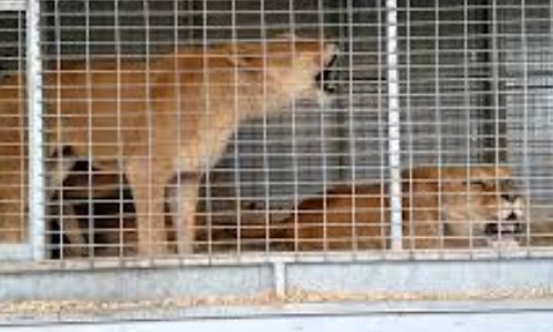 Pour des cirques sans animaux à Neuilly-sur-Marne