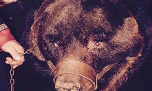 Cirques : Pour que cesse l'esclavage des animaux !