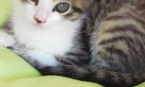 Pétition pour interdire la maltraitance des chiens et chats