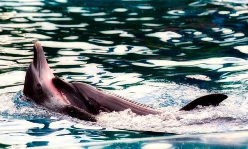 Pour la protection des marsouins en voie de disparition