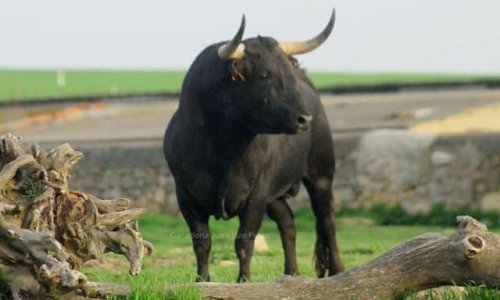 Décaler la corrida de Juan-Luis Fraile