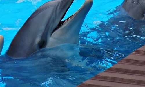 Pétition  non à l arrêt du célèbre spectacle des dauphins