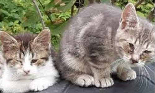 Pour une campagne de stérilisation des chats