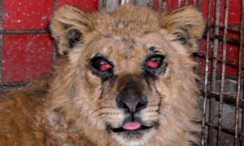 Pour que la ville de Scionzier refuse l'installation du cirque