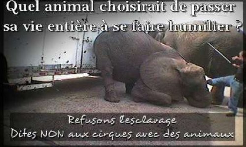 Pour des cirques sans animaux