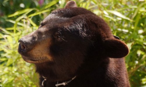 NIGLOLAND : NON À L'EXPLOITATION D'OURS ET D'ANIMAUX SAUVAGES.