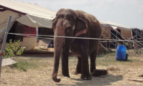 Animaux laissés en plein soleil au cirque Americano Vargas de Mamaia en Roumanie