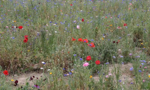 Pour un Tour de France plus respectueux de l'environnement