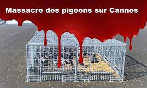 Stop au massacre des pigeons sur Cannes