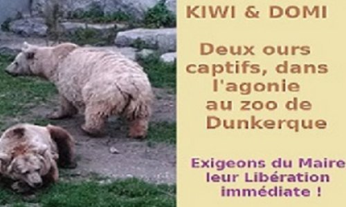 Servitude Involontaire au zoo de Dunkerque, pour deux ours, Kiwi, star du film 
