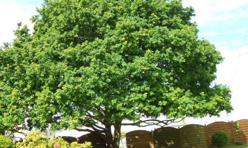 Abattage abusif d'un arbre remarquable