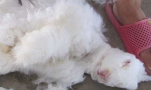 Contre la maltraitance des rongeurs dans les élevages