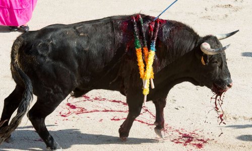 Arrêtons l'idéologie du toros de corridas