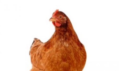 L’arrêt de l’élevage de poules en batterie
