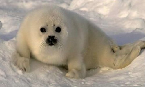 Interdire les massacres des phoques à fourrures