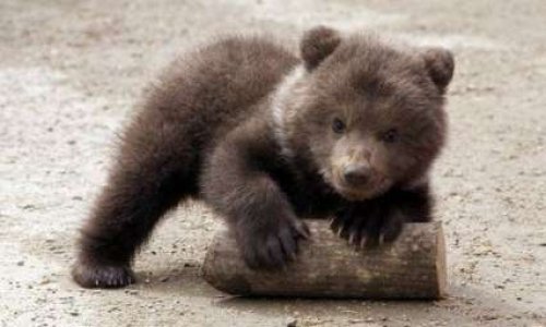 Pourquoi ont-ils relâché si tôt Mellous, l'ourson des Pyrénées?